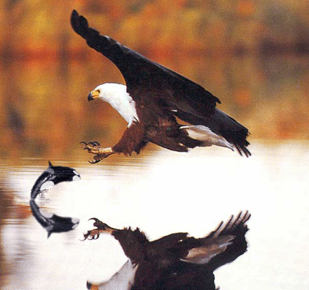 Photoshop-Design von Shorrockin für DesignCrowd (Community Contests) | Design #9152046