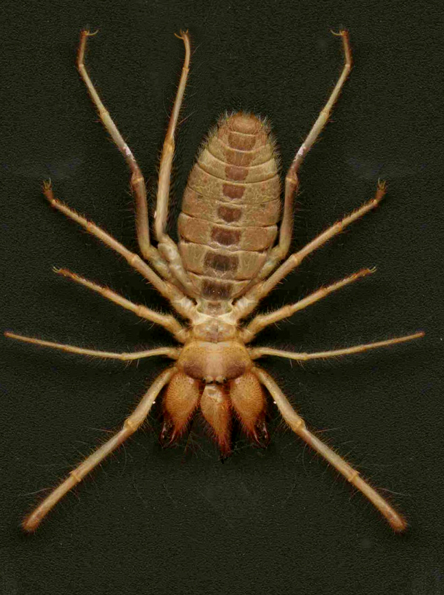 Photoshop-Design von hesredbird für DesignCrowd (Community Contests) | Design #9139303