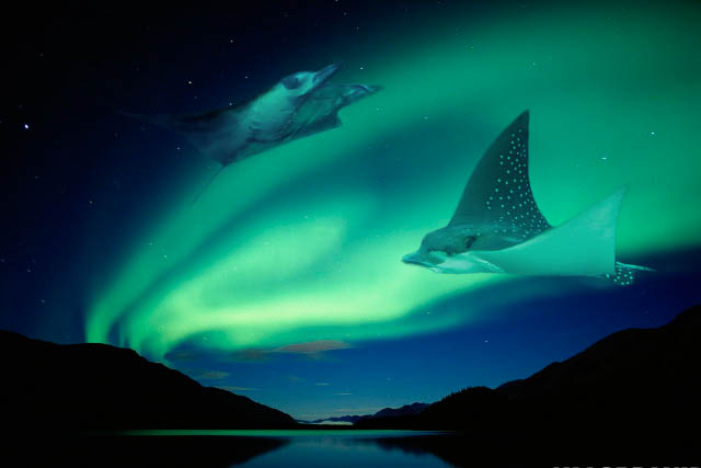 Photoshop-Design von tiare für DesignCrowd (Community Contests) | Design #9126270