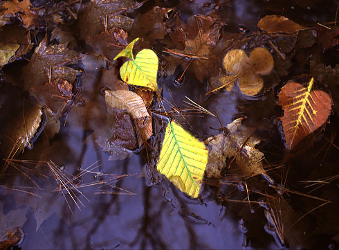 Diseño de Photoshop por adonf para DesignCrowd (Community Contests) | Diseño #9150922