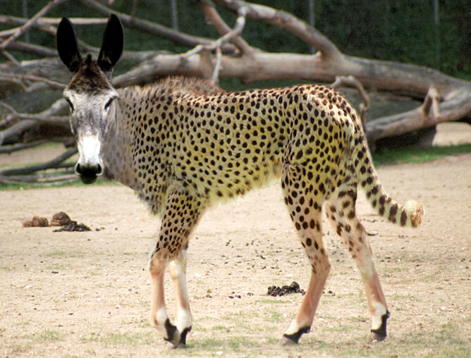 Diseño de Photoshop por MrNelson para DesignCrowd (Community Contests) | Diseño #9123144