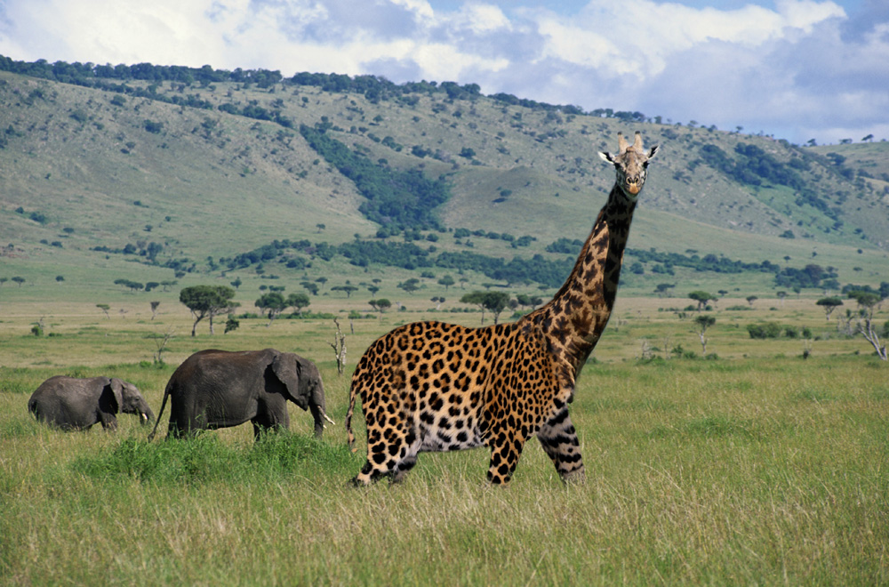 Photoshop Design by hl_maddy for DesignCrowd (Community Contests) | Design #9123154