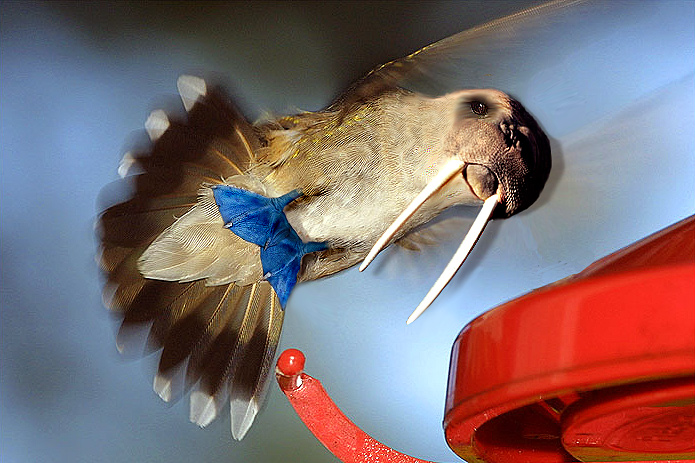 Photoshop-Design von galackz für DesignCrowd (Community Contests) | Design #9123224