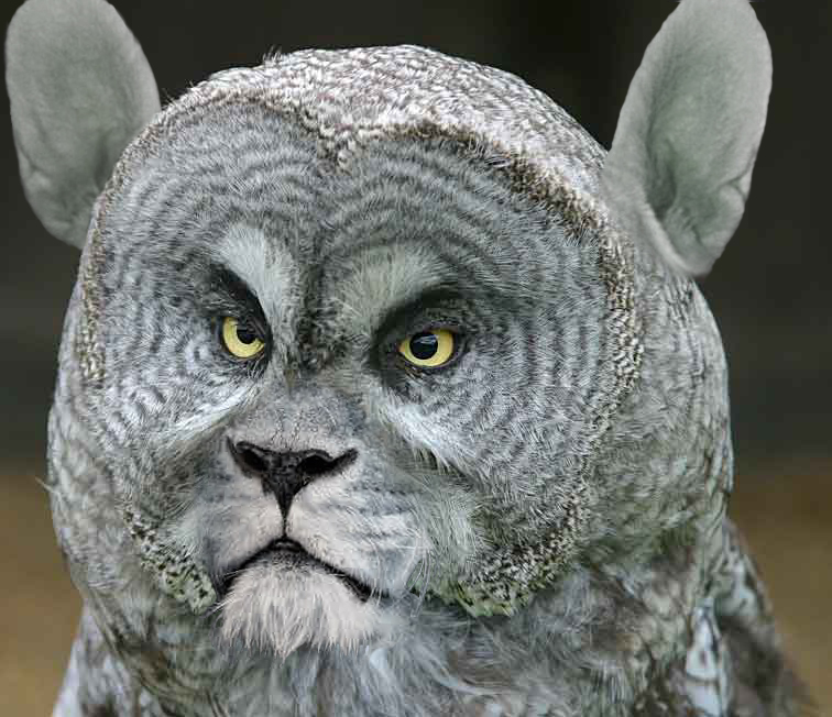 Photoshop-Design von Binder für DesignCrowd (Community Contests) | Design #9123279