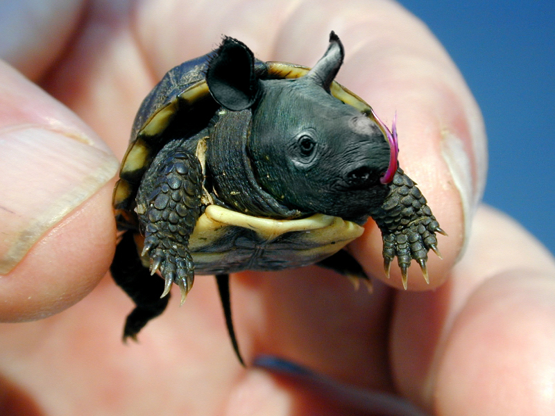 Photoshop Design by fiel for DesignCrowd (Community Contests) | Design #9123317