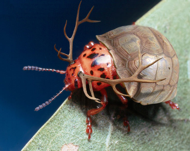 Photoshop-Design von scalpod für DesignCrowd (Community Contests) | Design #9123274