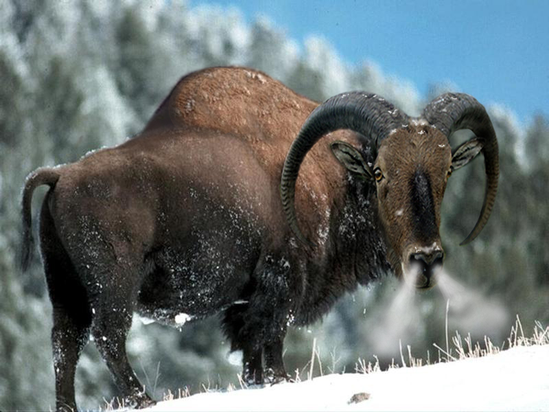 Photoshop-Design von hesredbird für DesignCrowd (Community Contests) | Design #9123333