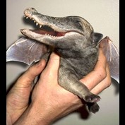 Photoshop Design by Puffnasty