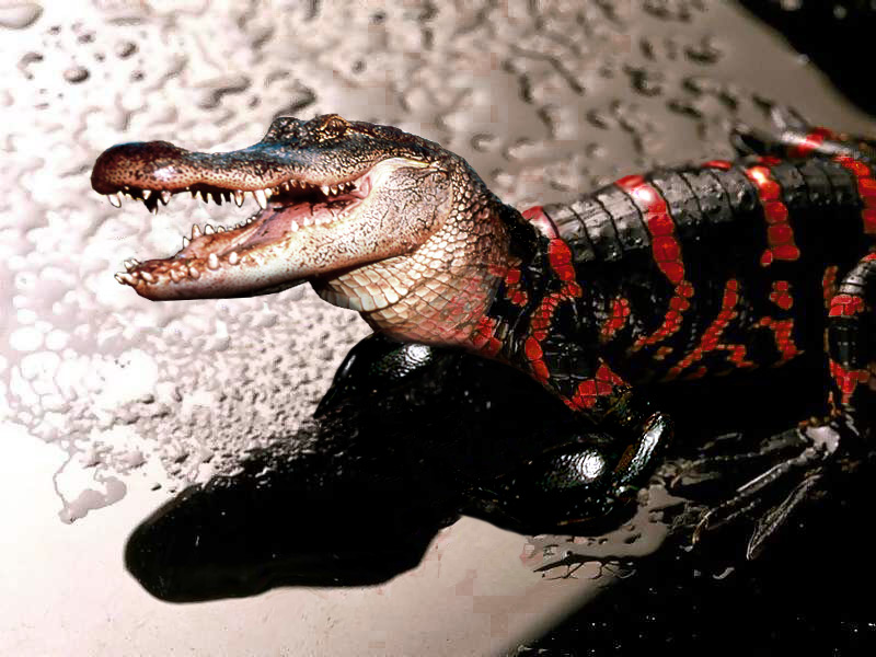 Photoshop Design by JacksBlack for DesignCrowd (Community Contests) | Design #9123355