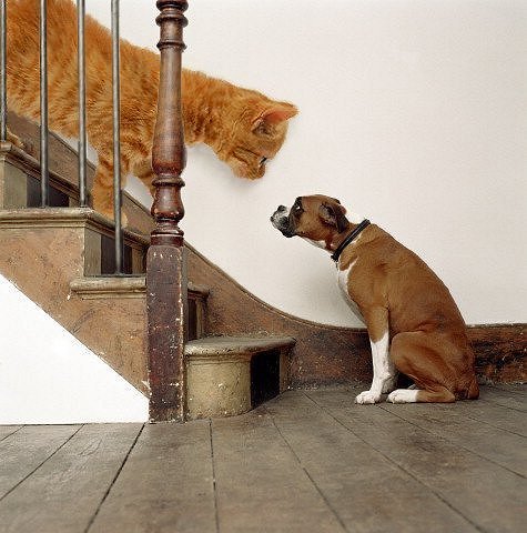 Photoshop-Design von Bigpeeler für DesignCrowd (Community Contests) | Design #9145257