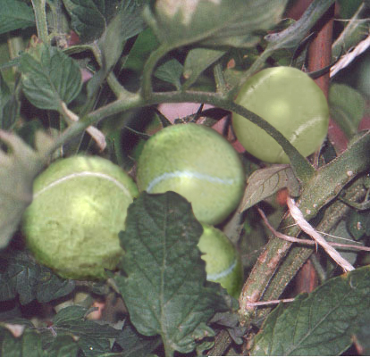 Photoshop Design by The_Juiceman for DesignCrowd (Community Contests) | Design #9148040