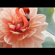 Photoshop Design by Cj