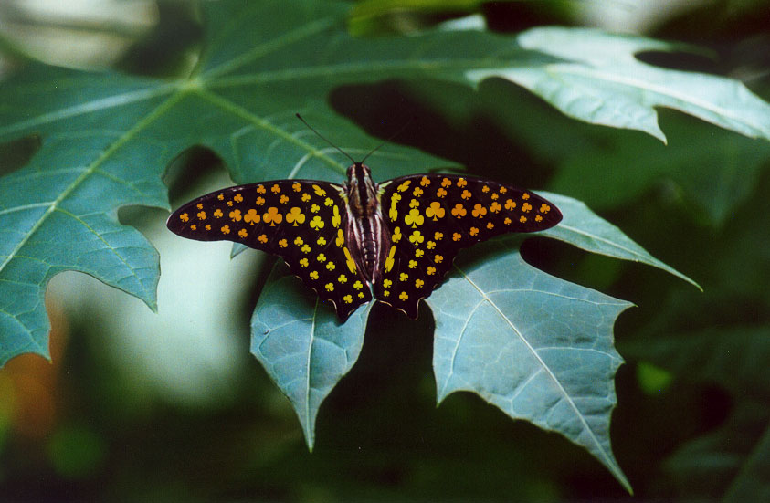 Photoshop Design by Jolt for DesignCrowd (Community Contests) | Design #9146597