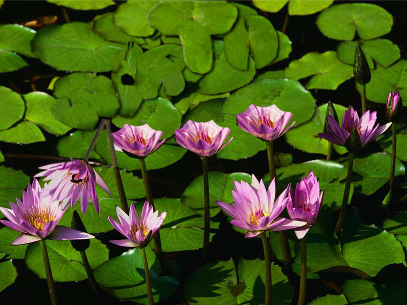 Diseño de Photoshop por lafkeriz para DesignCrowd (Community Contests) | Diseño #9150115