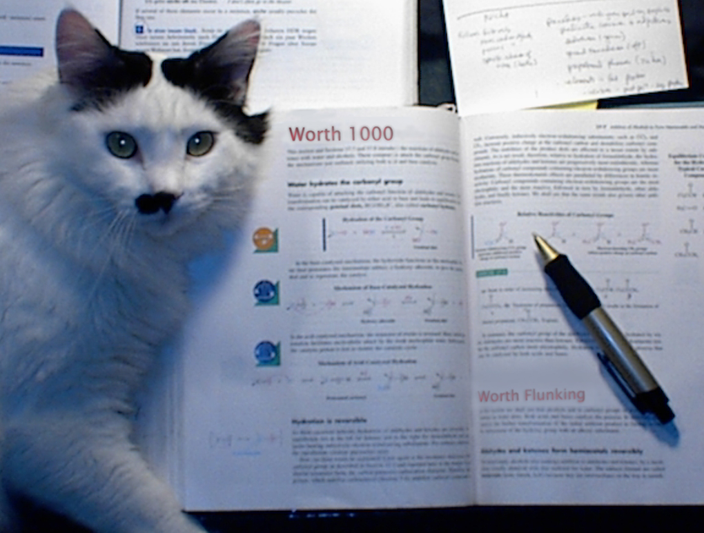 Diseño de Photoshop por Falonvel para DesignCrowd (Community Contests) | Diseño #9150271