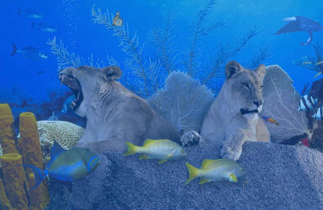 Photoshop Design by Meatlump for DesignCrowd (Community Contests) | Design #9145226