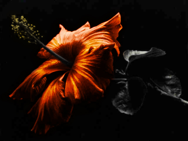 Photoshop-Design von Pfhreak für DesignCrowd (Community Contests) | Design #9146026