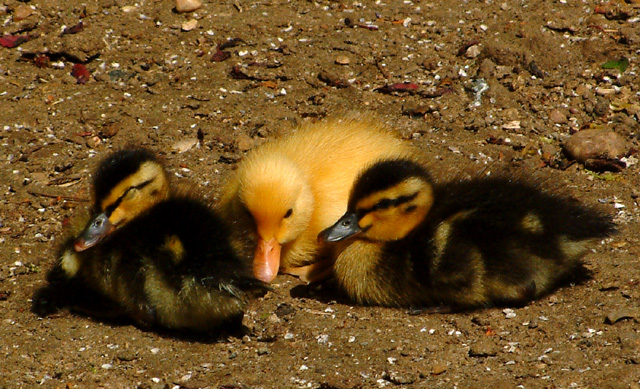 Photography by FastLane for DesignCrowd (Community Contests) | Design #9124438