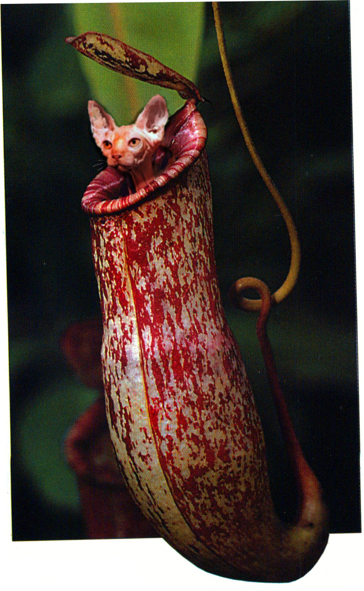 Photoshop Design by spitzit for DesignCrowd (Community Contests) | Design #9131347