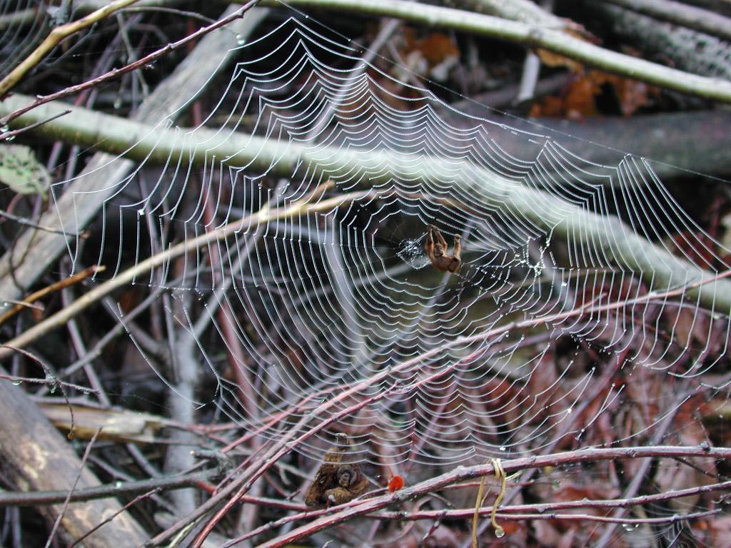 Photoshop Design by DrSopor for DesignCrowd (Community Contests) | Design #9131555