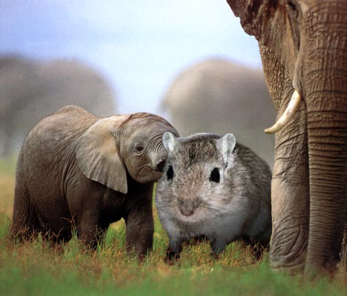 Diseño de Photoshop por casovar para DesignCrowd (Community Contests) | Diseño #9131632