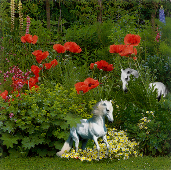 Design Photoshop par Redstar pour DesignCrowd (Community Contests) | Design #9131492