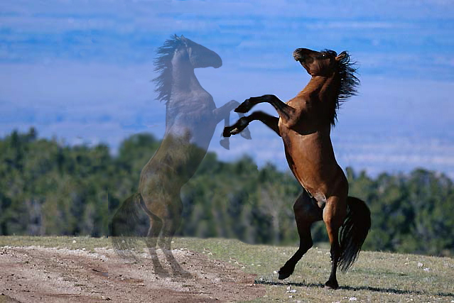 Diseño de Photoshop por OneHappyFemale para DesignCrowd (Community Contests) | Diseño #9150312