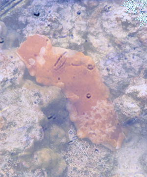 Photoshop-Design von mousy für DesignCrowd (Community Contests) | Design #9144726