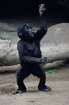 Diseño de Photoshop por OneHappyFemale para DesignCrowd (Community Contests) | Diseño #9144969