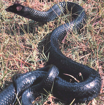 Design Photoshop par tel_BANNED pour DesignCrowd (Community Contests) | Design #9145650