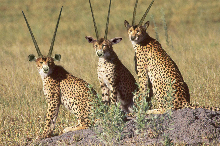 Photoshop-Design von Brass_Elephant für DesignCrowd (Community Contests) | Design #9145685