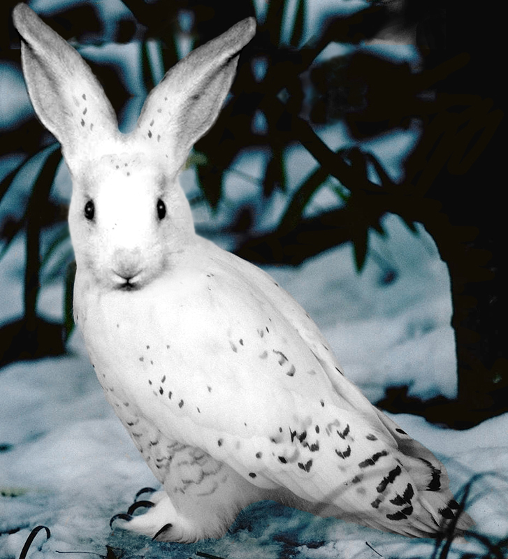 Photoshop-Design von Shrike für DesignCrowd (Community Contests) | Design #9145659