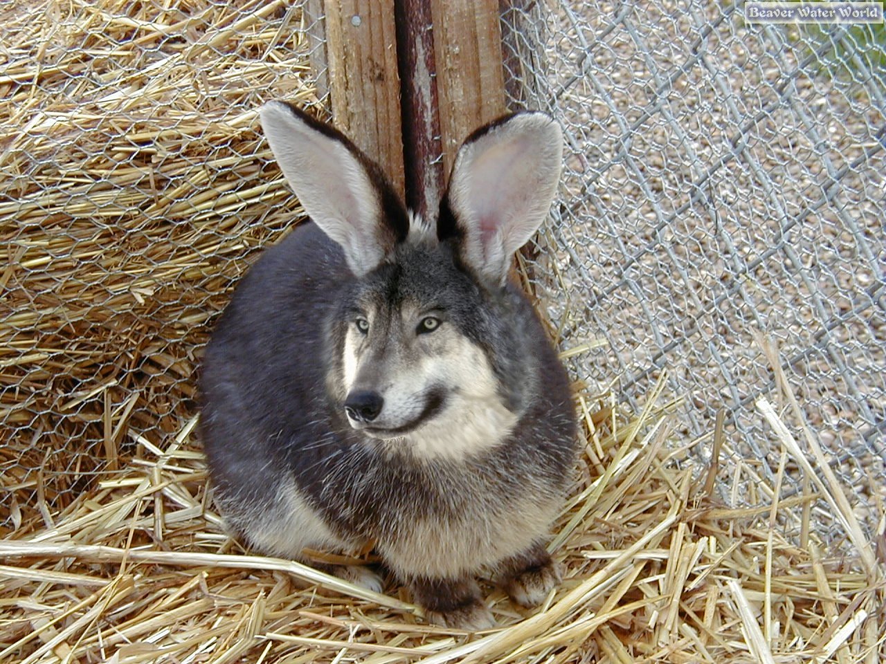 Photoshop-Design von tomgirl80 für DesignCrowd (Community Contests) | Design #9145687