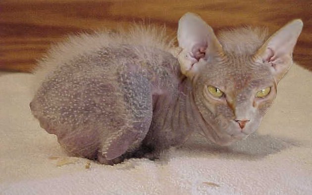 Photoshop Design by Cj for DesignCrowd (Community Contests) | Design #9145666