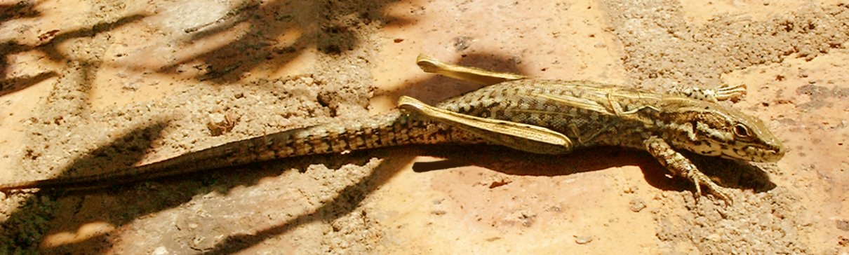 Photoshop Design by cjw for DesignCrowd (Community Contests) | Design #9145682