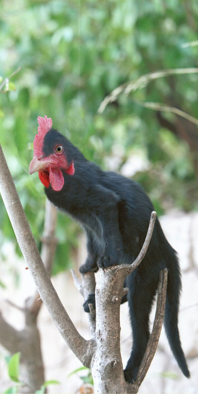 Design Photoshop par Jolt pour DesignCrowd (Community Contests) | Design #9145749