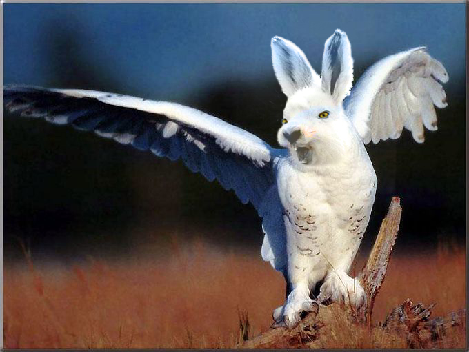 Photoshop-Design von CopperMiner für DesignCrowd (Community Contests) | Design #9145793