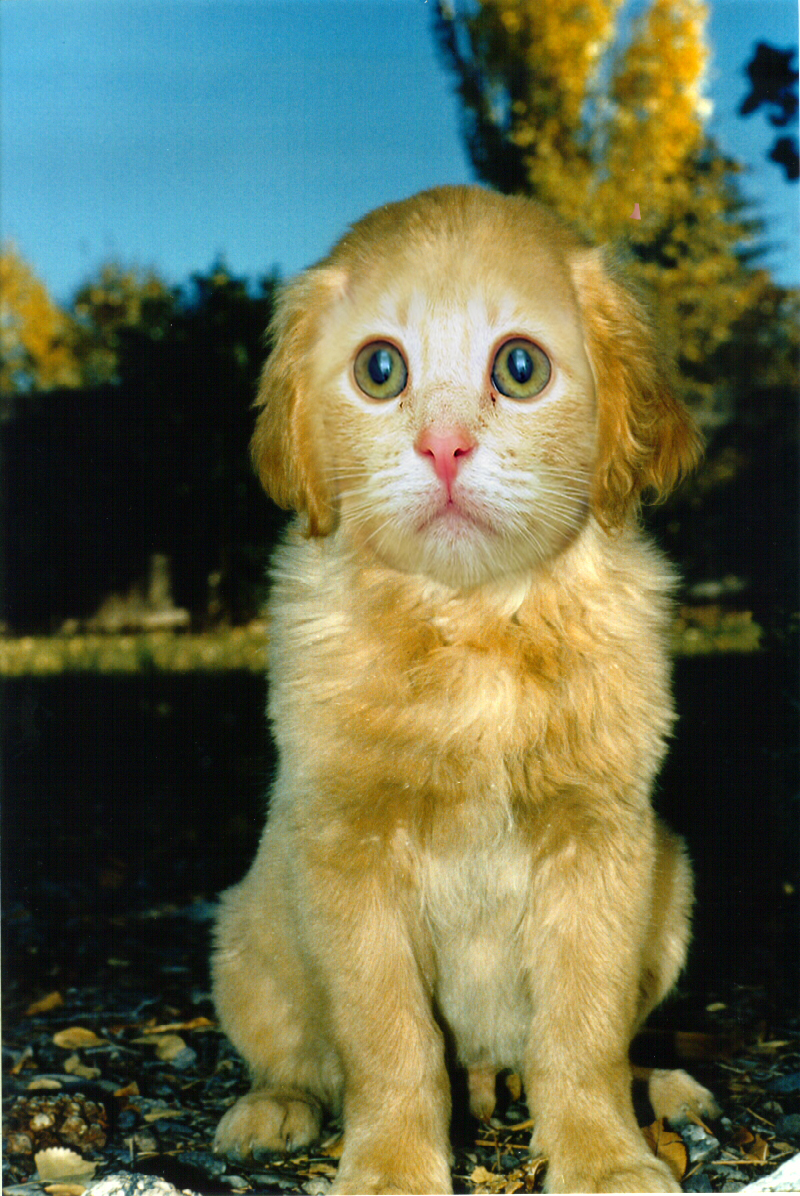 Photoshop Design by Bignamestar for DesignCrowd (Community Contests) | Design #9145855