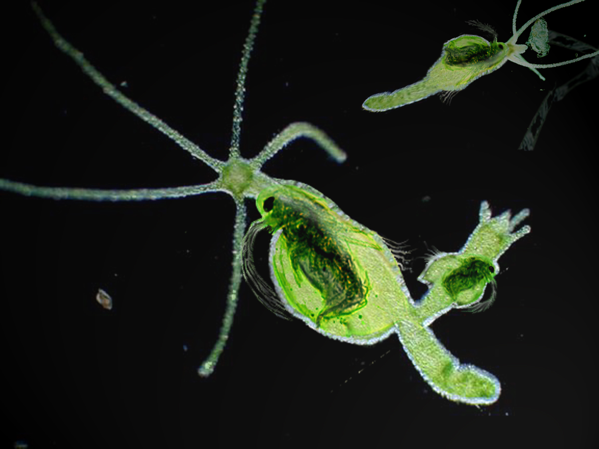 Diseño de Photoshop por Falonvel para DesignCrowd (Community Contests) | Diseño #9145889