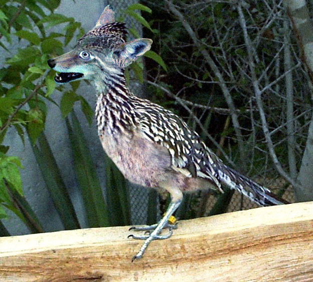 Photoshop-Design von CCZ für DesignCrowd (Community Contests) | Design #9145847