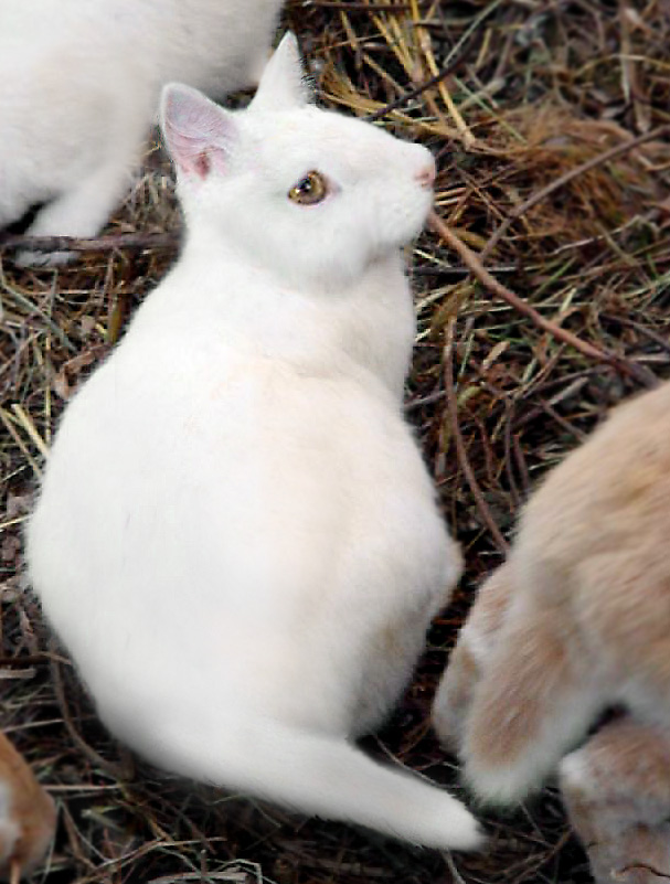 Diseño de Photoshop por g4girl para DesignCrowd (Community Contests) | Diseño #9145842