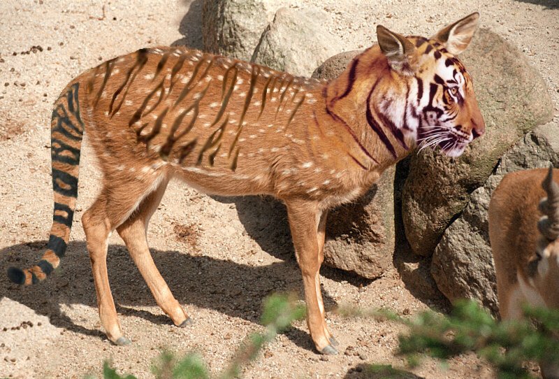 Photoshop Design by Garsaelon for DesignCrowd (Community Contests) | Design #9145861