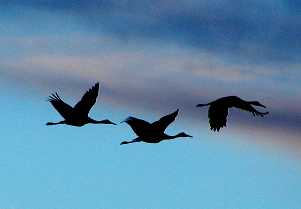 Photography by compugoddess for DesignCrowd (Community Contests) | Design #9144073