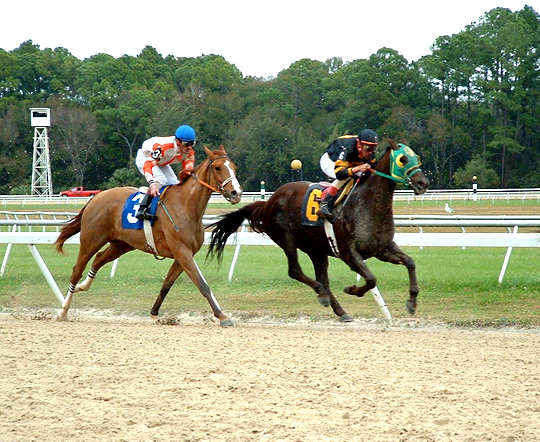 Fotografía por TampaDroid para DesignCrowd (Community Contests) | Diseño #9144186