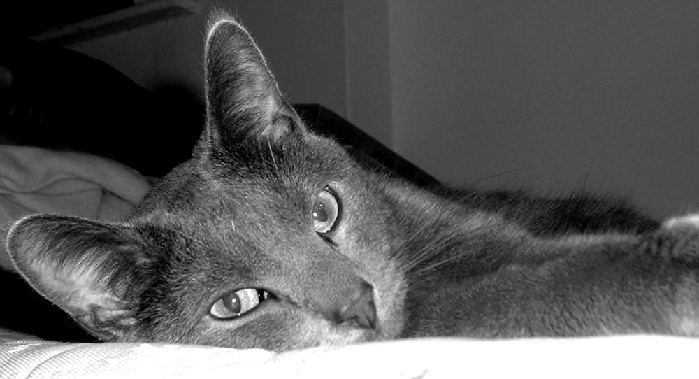 Fotografía por razzberri para DesignCrowd (Community Contests) | Diseño #9147402