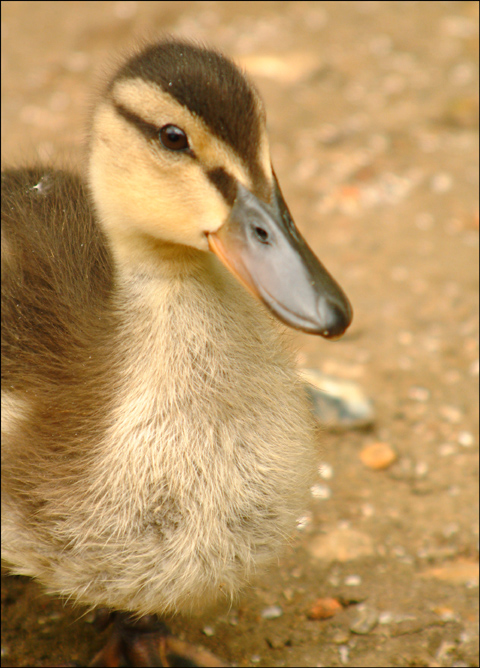 Photography by FastLane for DesignCrowd (Community Contests) | Design #9147404