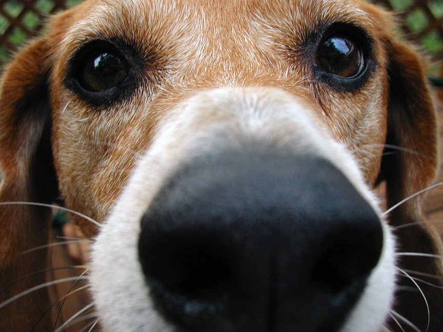 Photographie par Tommy1de pour DesignCrowd (Community Contests) | Design #9147448