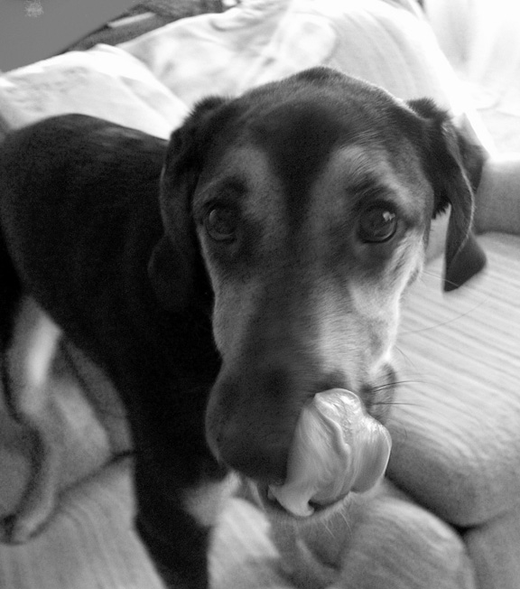 Photographie par HeatherHostage pour DesignCrowd (Community Contests) | Design #9147468