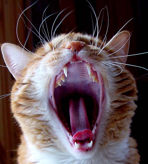 Photographie par dazzle pour DesignCrowd (Community Contests) | Design #9147498