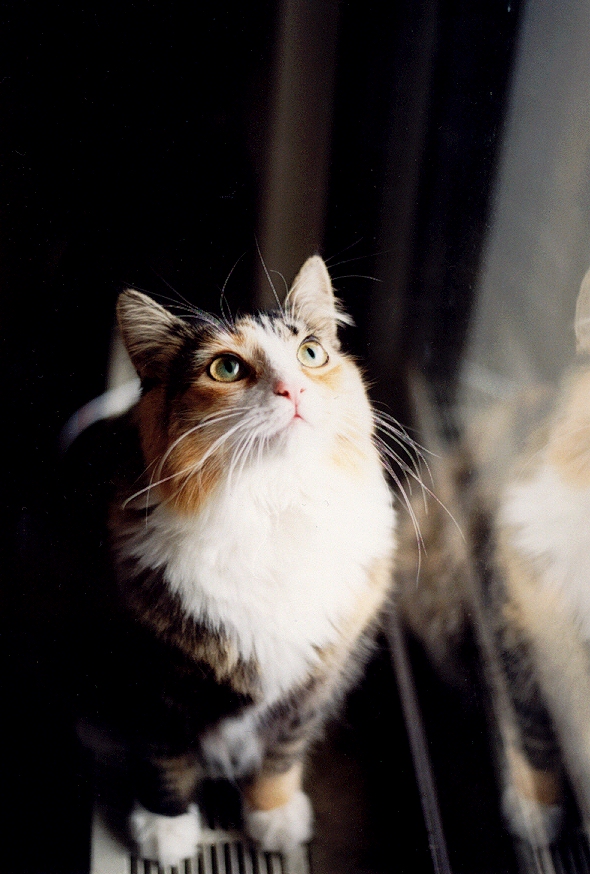 Photography by Phantazmo for DesignCrowd (Community Contests) | Design #9147472